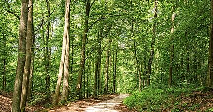 Während der Mensch im schattigen Wald Entspannung findet, kann er in der versiegelten Stadt nachts oft vor Hitze nicht schlafen.
vulcanus/stock.aversiegelten dobe.com