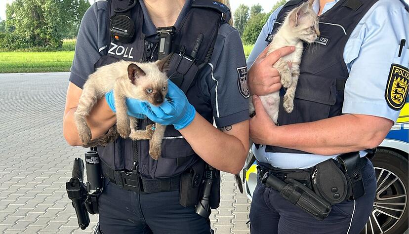 Bei einer Zollkontrolle an der A6 bei Untereisesheim wurden 1.600 Schmuggelzigaretten und zwei ungeimpfte Kätzchen entdeckt. Bei einer Zollkontrolle an der A6 bei Untereisesheim wurden 1.600 Schmuggelzigaretten und zwei ungeimpfte Kätzchen entdeckt.