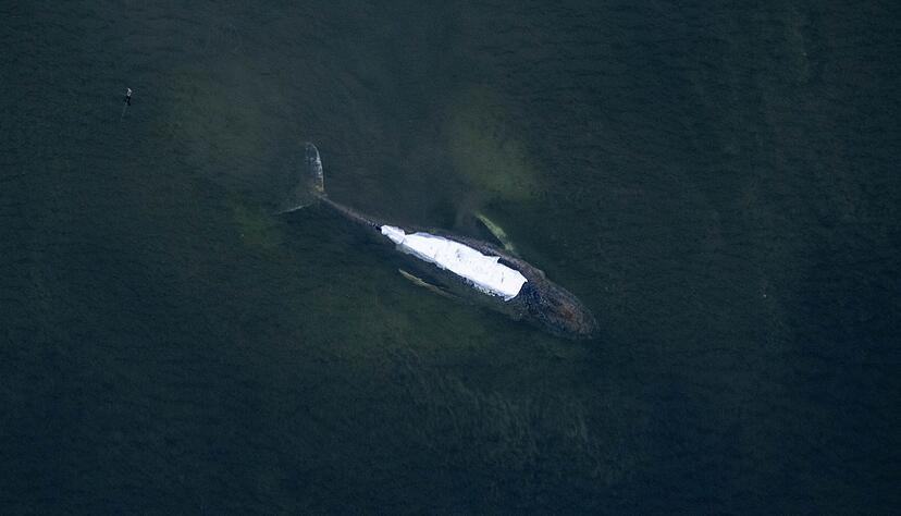 Der Buckelwal vor der Insel Poel. Der R&uuml;cken ist mit T&uuml;chern abgedeckt. (Archivbild)