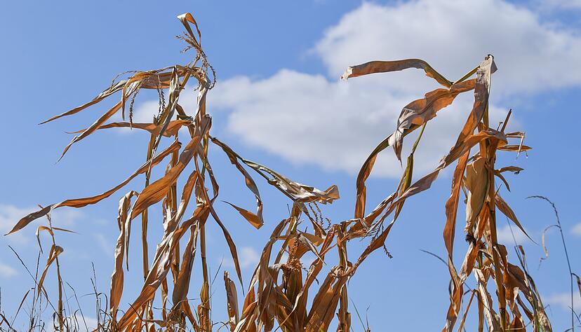 Langfristige Sommerprognosen von Wetterdiensten zeigen Tendenzen, liefern aber keine konkreten Vorhersagen f&uuml;r einzelne Tage oder Wochen.
