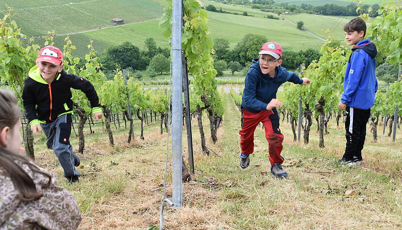 F&uuml;r Kinder sind die Weinberge ein Abenteuerspielplatz. Tats&auml;chlich machen Familien mit jungen Kindern gegen Mittag den Gro&szlig;teil des Publikums aus.