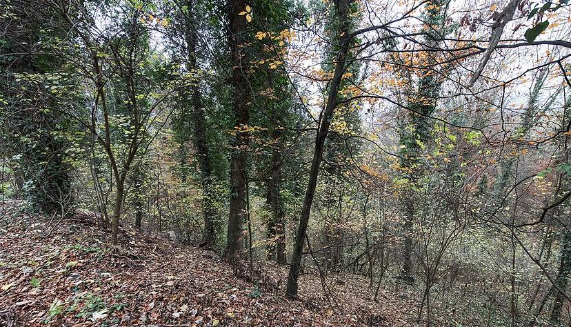Die Aufnahme vom 21.11.2016 zeigt ein Waldstück bei Endingen. Dort wurde die Leiche der ermordeten Joggerin gefunden. Foto: dpa Die Aufnahme vom 21.11.2016 zeigt ein Waldstück bei Endingen. Dort wurde die Leiche der ermordeten Joggerin gefunden. Foto: dpa
