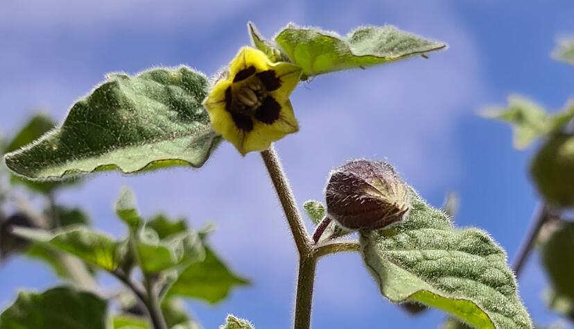 Die Andenbeere stammt ursprünglich aus Chile und Peru. Die Andenbeere stammt ursprünglich aus Chile und Peru.