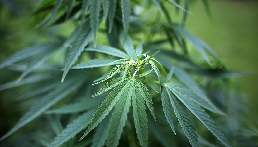 Hanfpflanzen (Cannabis) wuchsen bei dem Beschuldigten im Kellerraum. Hanfpflanzen (Cannabis) wuchsen bei dem Beschuldigten im Kellerraum.