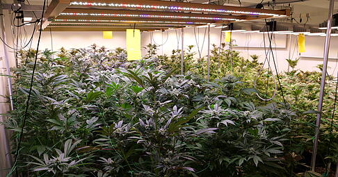 Während in Niedersachsen Vereine bereits Cannabis anbauen können, müssen die Social Clubs in Baden-Württemberg noch immer auf Genehmigungen.