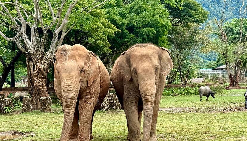 Im Elephant Nature Park können Elefanten nach Jahren der Ausbeutung neue Freundschaften schließen. Im Elephant Nature Park können Elefanten nach Jahren der Ausbeutung neue Freundschaften schließen.