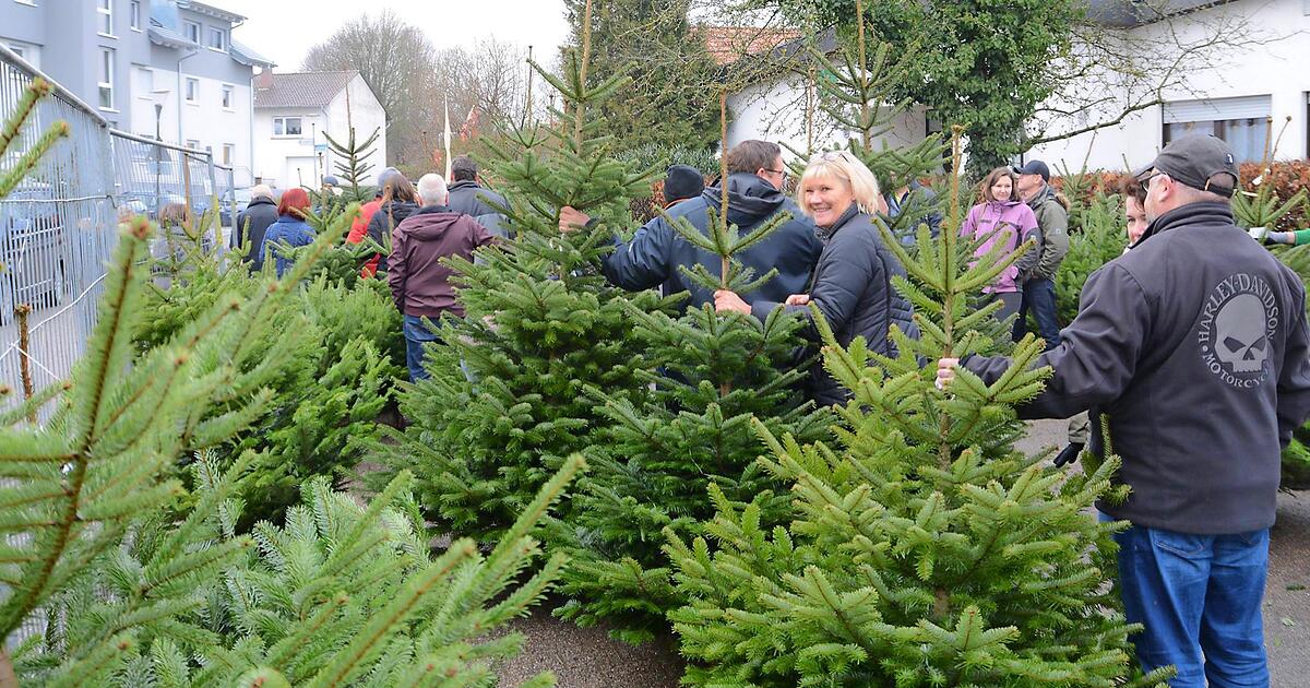 SV Babstadt liefert Weihnachtsbäume an die Haustür STIMME.de