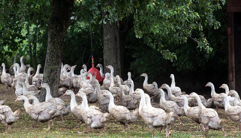Die Gänseschar zieht es nach draußen ins Freie. Foto: Veigel Die Gänseschar zieht es nach draußen ins Freie. Foto: Veigel