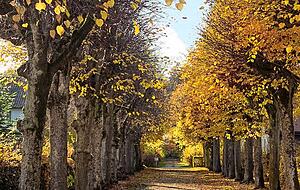 Herbststimmung pur: Die Baumallee in Friedrichsruhe präsentiert sich in bunter Pracht.
Foto: Stephanie Rüdenauer Herbststimmung pur: Die Baumallee in Friedrichsruhe präsentiert sich in bunter Pracht.
Foto: Stephanie Rüdenauer
