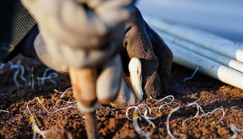 Die Spargelsaison beginnt laut dem Verband Süddeutscher Spargel- und Erdbeeranbauer in Baden-Württemberg wohl nicht vor Mitte März. (Archivbild) Die Spargelsaison beginnt laut dem Verband Süddeutscher Spargel- und Erdbeeranbauer in Baden-Württemberg wohl nicht vor Mitte März. (Archivbild)