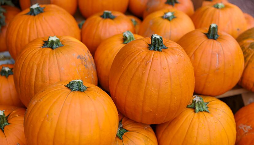 Gilt als der beliebteste Kürbis: Hokkaido. (Archivbild) Gilt als der beliebteste Kürbis: Hokkaido. (Archivbild)