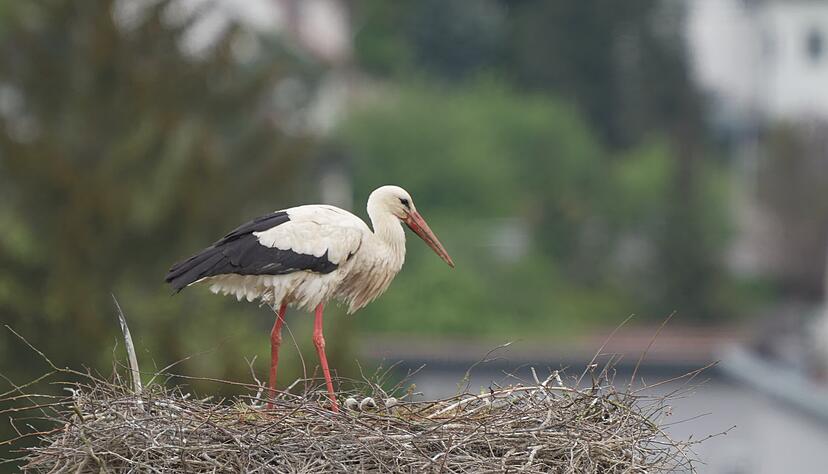 Das Nest in Kupferzell: Hier h&auml;lt sich auch der aktuell &uuml;berwinternde Storch auf. W&auml;hrend sein Schwarm in den S&uuml;den zog, blieb er in diesem Winter zur&uuml;ck.