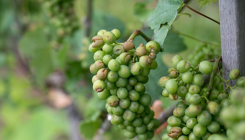 Trauben mit Narben: An den Rändern der aufgeplatzten Beeren bilden sich braune Stellen. Die gesamte Gemarkung Löwenstein wurde getroffen.
Foto: Amelie Bihlmayer
