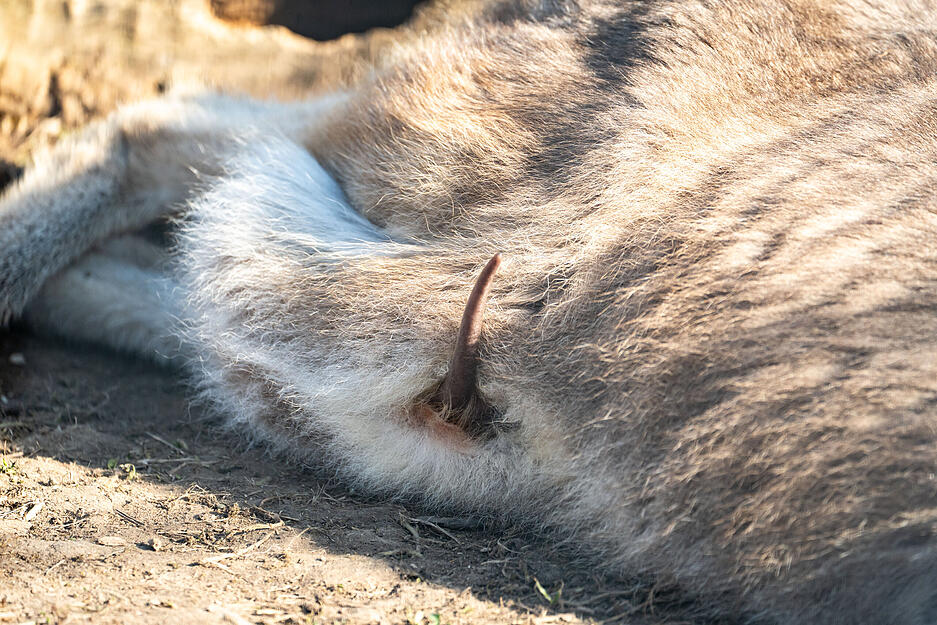 Zur Welt gekommen ist der Winzling aber wom&ouml;glich schon Mitte September 2024. F&uuml;r die ersten zehn bis elf Monate lebt es im Beutel der Mutter.