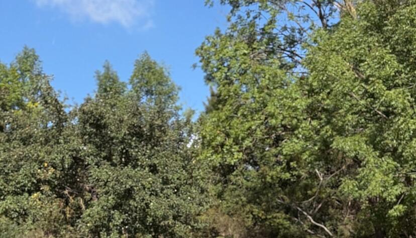 Kuckuck: Niemand kann Schlafaugen an Autos widerstehen, wirklich niemand - selbst ganz neutral betrachtet.