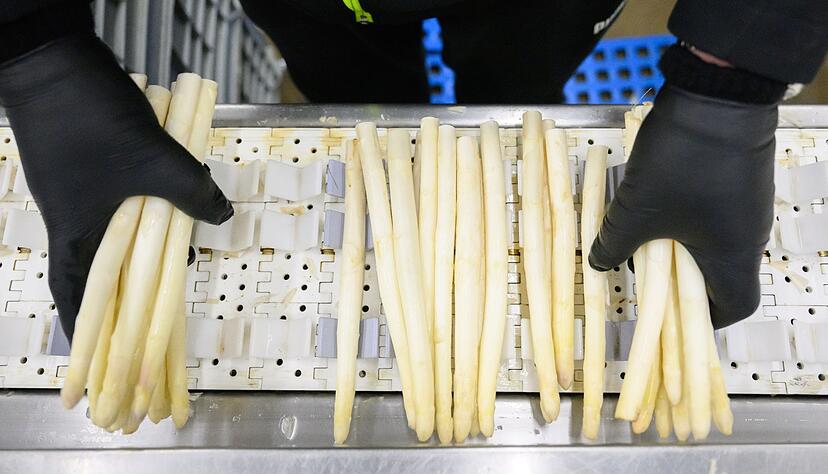 Die Prognose zur Spargelernte k&ouml;nnte Spargelliebhabern Sorgen machen.