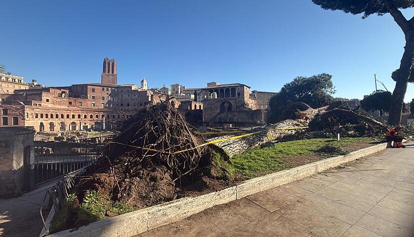 Nach Unwettern sind innerhalb eines Monats drei solcher B&auml;ume mitten auf der ber&uuml;hmten Via dei Fori Imperiali umgest&uuml;rzt - sie z&auml;hlt zu den beliebtesten Stra&szlig;en zum Flanieren und vor allem die zahlreichen Rom-Touristen nutzen sie.