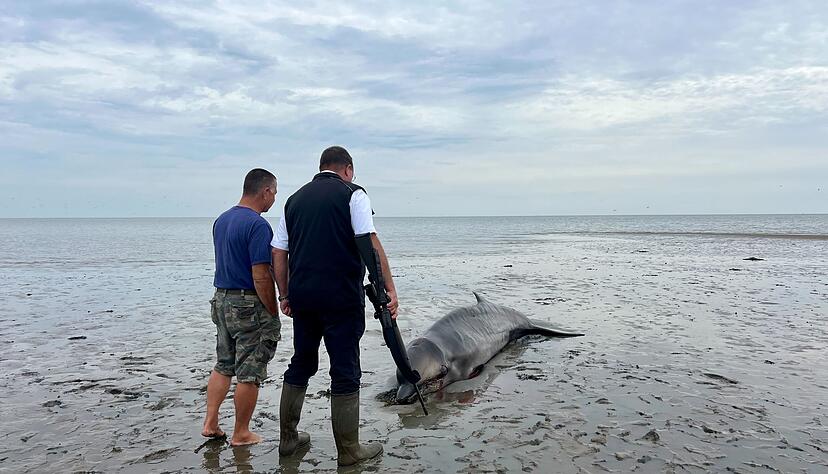 Ein Seehundj&auml;ger hat das Tier erschossen.