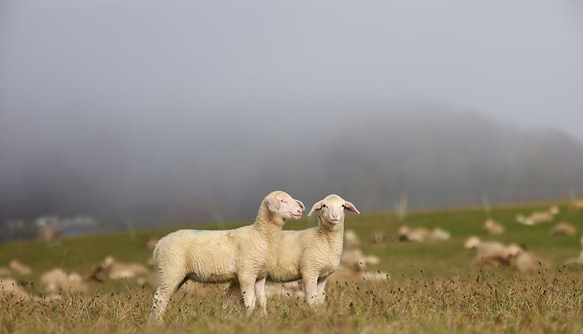 Mehrfach wurden die Schafe mit schlechtem Brot gefüttert. (Symbolbild) Mehrfach wurden die Schafe mit schlechtem Brot gefüttert. (Symbolbild)