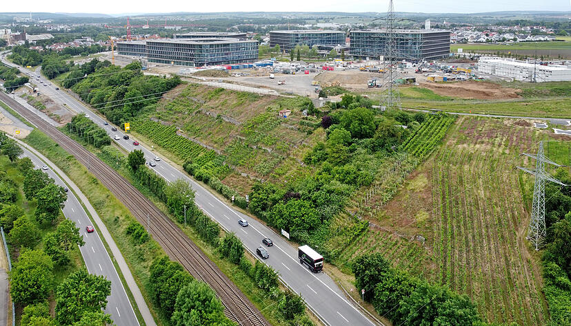 Die Weinberge an der B27 unterhalb des Schwarz-Campus werden nicht mehr bewirtschaftet. Das hängt mit dem Knotenausbau zusammen. Die Weinberge an der B27 unterhalb des Schwarz-Campus werden nicht mehr bewirtschaftet. Das hängt mit dem Knotenausbau zusammen.