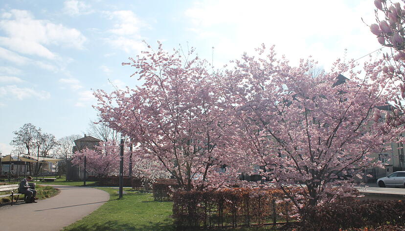 Es ist Fr&uuml;hling in Heilbronn, auch vor dem Parkhotel.