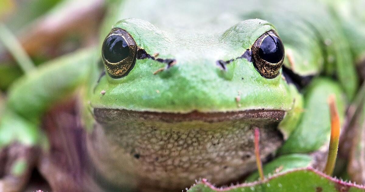 Erste junge Laubfrösche im Allgäu ausgesetzt - STIMME.de