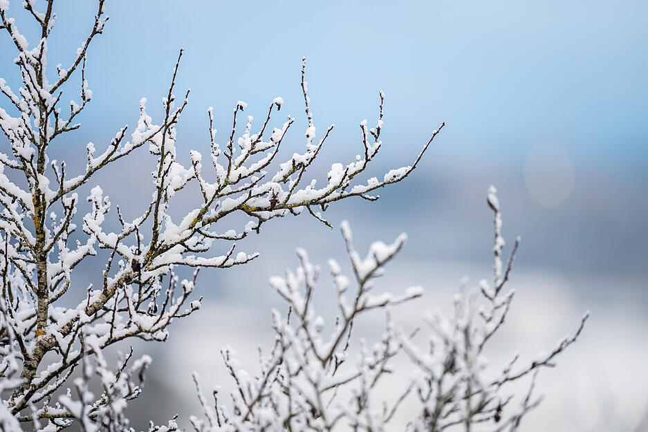 Kahle Äste eines Baumes sind mit Schnee bedeckt. Weitere Schneefall ist in Baden-Württemberg in diesen Tagen möglich.