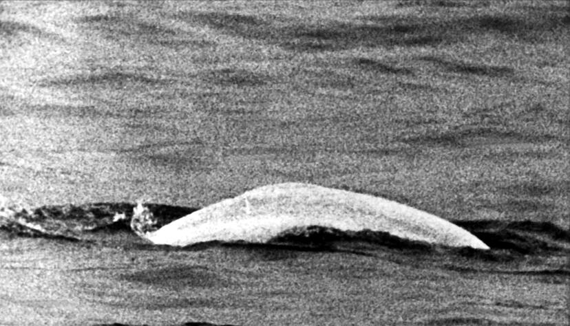 Wei&szlig;er Wal im tr&uuml;ben Rhein: Fast einen Monat lang war Moby Dick 1966 zwischen Duisburg und Rheinland-Pfalz unterwegs.