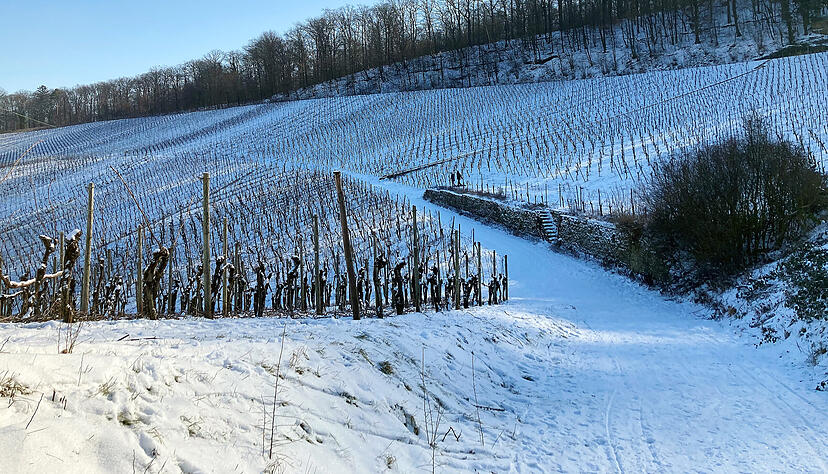 Schnee in den Heilbronner Weinbergen. Foto: Chris Petersen