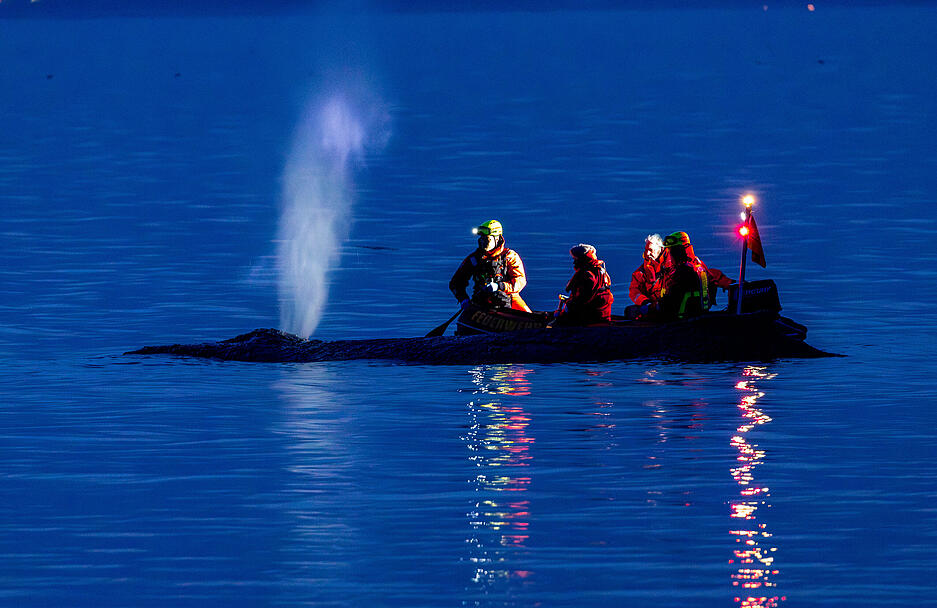 Rettungskr&auml;fte versuchten am Montagabend, den Wal wieder in tiefes Wasser zu bringen. Obwohl das Tier sich freischwimmen konnte, scheiterte die Aktion und der Wal h&auml;ngt wieder auf einer Sandbank fest.