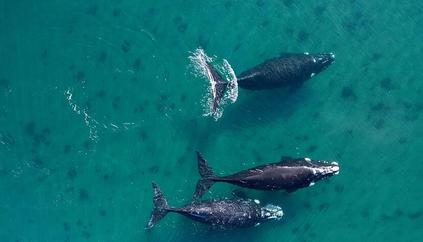 Bis 2030 sollen mindestens 30 Prozent der Weltmeere geschützt werden. (Archivbild) Bis 2030 sollen mindestens 30 Prozent der Weltmeere geschützt werden. (Archivbild)