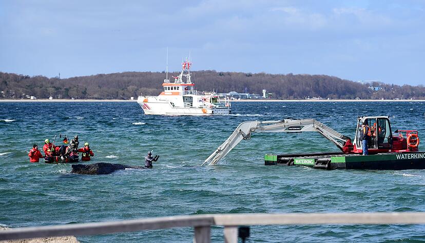 Der Schwimmbagger arbeitet direkt um den gestrandeten Wal herum.