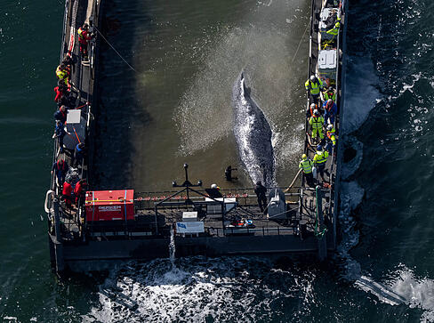 Der in der Ostsee gestrandete Buckelwal war am Dienstag in dem f&uuml;r seinen Transport vorgesehenen Lastkahn angekommen.