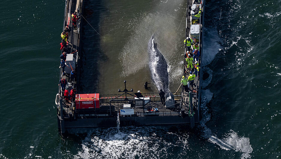 Der in der Ostsee gestrandete Buckelwal war am Dienstag in dem f&uuml;r seinen Transport vorgesehenen Lastkahn angekommen.