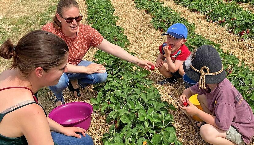 Auf dem Hof Carle bei Friedrichsruhe können Erdbeerfans selbst pflücken. Foto: Archiv