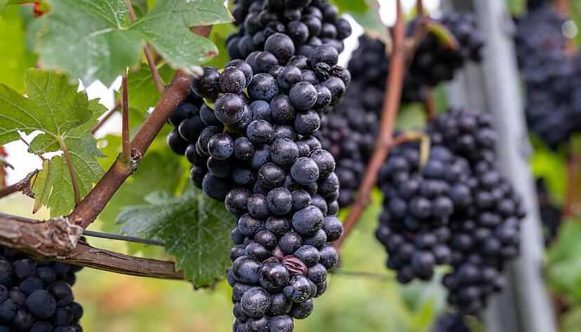 Trauben werden weiterhin am WG-Standort in Eberstadt angenommen und verarbeitet. Aber das Areal soll verkauft werden. Die Weing&auml;rtnergenossenschaft wird dann Mieter, so der Plan.