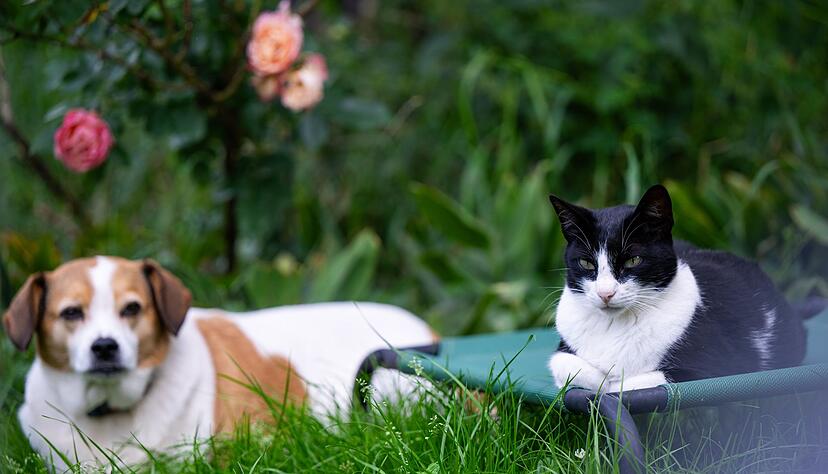 Unterschiedliche Charaktere erschweren das Zusammenleben von Hund und Katze: Nicht jede Konstellation ist geeignet. Unterschiedliche Charaktere erschweren das Zusammenleben von Hund und Katze: Nicht jede Konstellation ist geeignet.