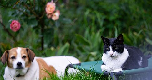 Unterschiedliche Charaktere erschweren das Zusammenleben von Hund und Katze: Nicht jede Konstellation ist geeignet.