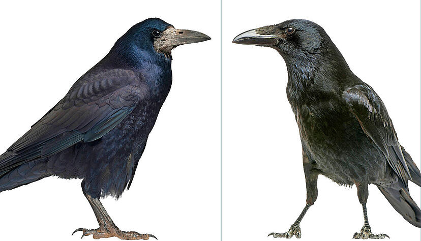 Die Saatkrähe wird im Nabu-Vogelporträt als schwarz von Kopf bis Fuß dargestellt. Das Gefieder schimmert metallisch bläulich bis violett. Die Rabenkrähe (rechts) ist schwarz im kompletten Gefieder, an Schnabel und Beinen.
