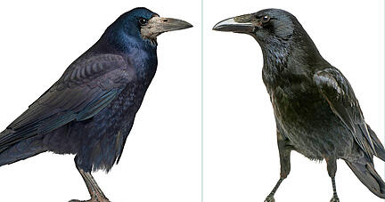 Die Saatkrähe wird im Nabu-Vogelporträt als schwarz von Kopf bis Fuß dargestellt. Das Gefieder schimmert metallisch bläulich bis violett. Die Rabenkrähe (rechts) ist schwarz im kompletten Gefieder, an Schnabel und Beinen.