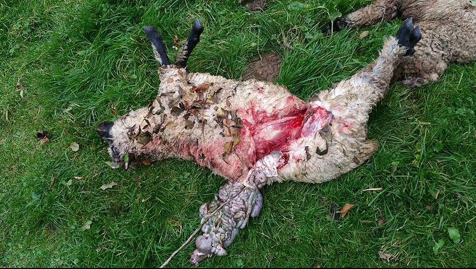 Schafsherde von Unterkessach