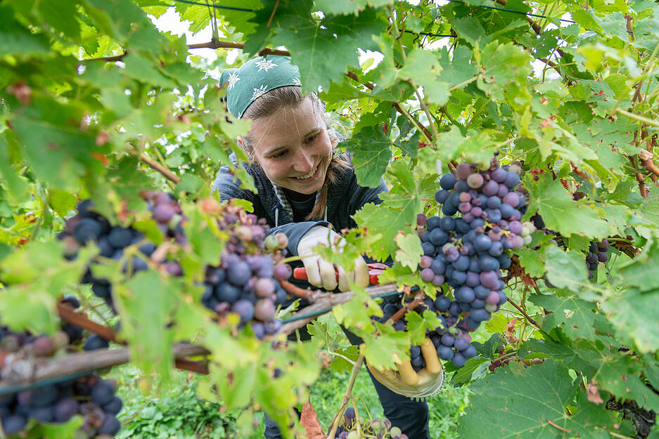 Mehr als nur Lese: Familienbetrieb Albrecht-Kiessling lebt den Wandel im Weinbau.