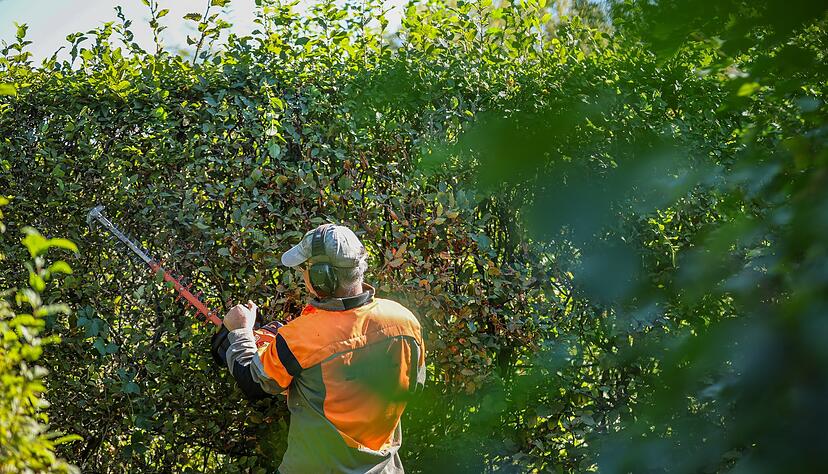 Ab Oktober sind wieder radikale Schnitte bei Hecken erlaubt (Symbolbild) Ab Oktober sind wieder radikale Schnitte bei Hecken erlaubt (Symbolbild)