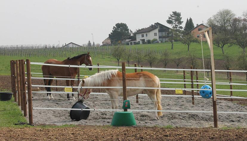 Bei Nässe konnten die Wiesen nicht genutzt werden. Jetzt haben die Pferde am Zeilhofweg einen Auslaufplatz (o.) und ein großes Areal für die Reittherapie. Strabag-Azubis haben diese fachmännisch mit Unterbau und Sandschicht hergestellt.
Fotos: Friedrich Bei Nässe konnten die Wiesen nicht genutzt werden. Jetzt haben die Pferde am Zeilhofweg einen Auslaufplatz (o.) und ein großes Areal für die Reittherapie. Strabag-Azubis haben diese fachmännisch mit Unterbau und Sandschicht hergestellt.
Fotos: Friedrich