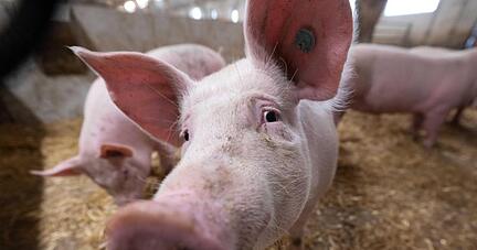 Schweine stehen in der Bucht eines Tierwohl-Schweinestalls.