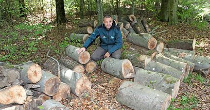 Nachwachsendes Material: Jürgen Kuhn, Chef-Holzverkäufer im Forstamt des Landkreises Heilbronn, zeigt einen Polter mit halbierten Brennholzstangen.
Foto: Jörg Kühl