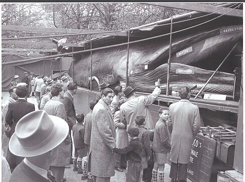 Im Jahr 1955 reiste Jonas der Wal in die Schweiz. Das Foto ist in Basel aufgenommen worden.