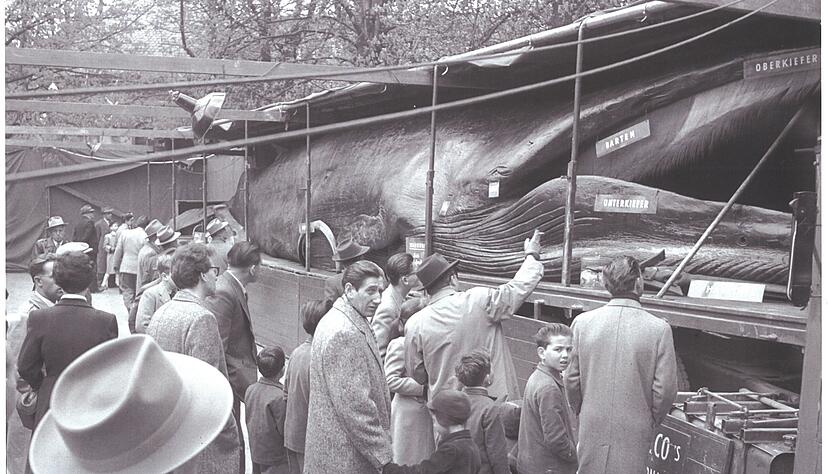 Im Jahr 1955 reiste Jonas der Wal in die Schweiz. Das Foto ist in Basel aufgenommen worden.