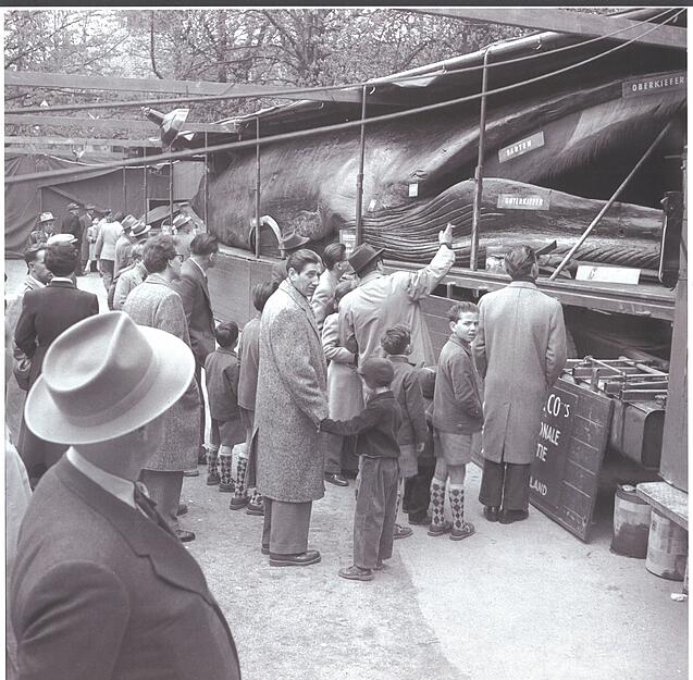 Im Jahr 1955 reiste Jonas der Wal in die Schweiz. Das Foto ist in Basel aufgenommen worden.