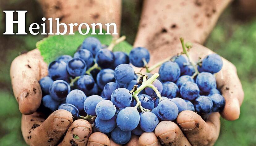 Die Kritik: Wengerter haben bei der Lese keine erdigen H&auml;nde.Foto: Stadt Heilbronn